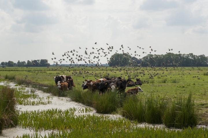 Meten is weten bij HAKLAM (grondwatergestuurd peilbeheer)